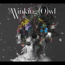 image of Bloom - The Winking Owl